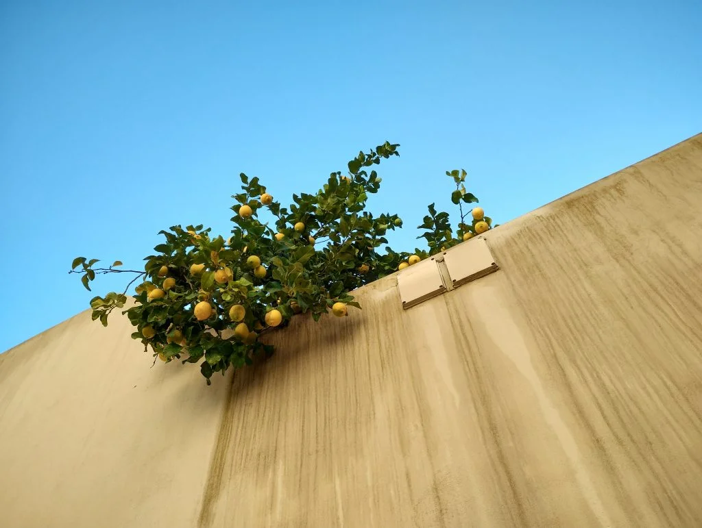 Limoni romani 